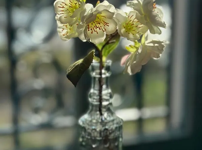 Schuwardt Auf Nordend راتينو